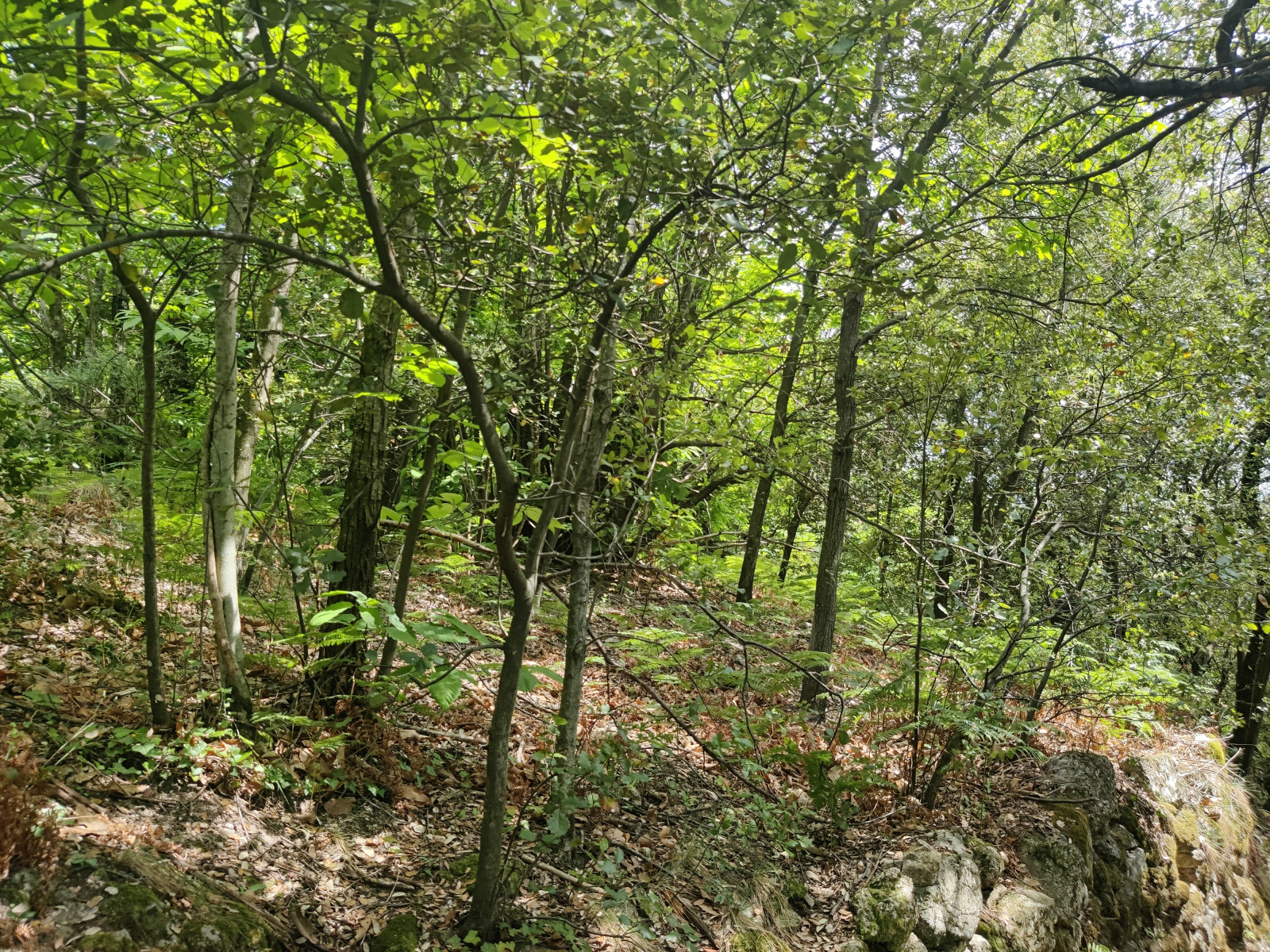 Image_, Maison de village, Valleraugue, ref :1405-2